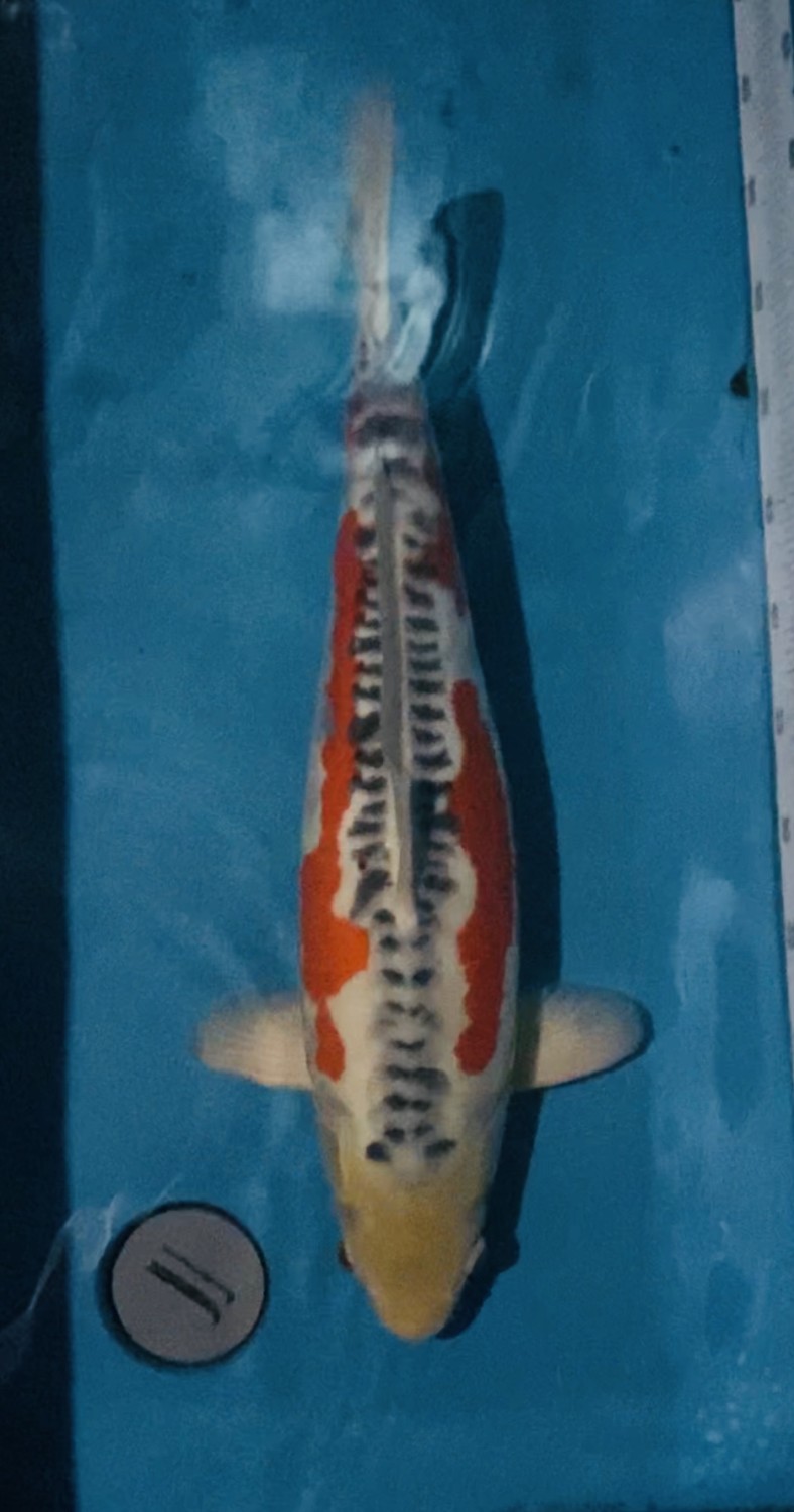 Juara 2