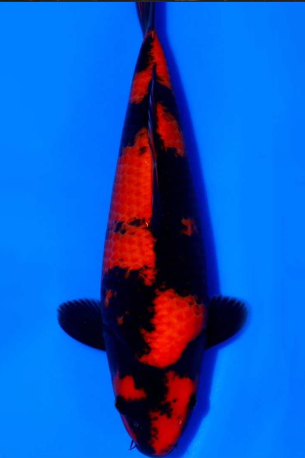 D. Cempaka Prize, 56 - 60 cm