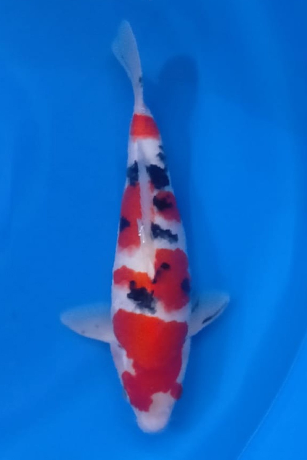 Juara 1