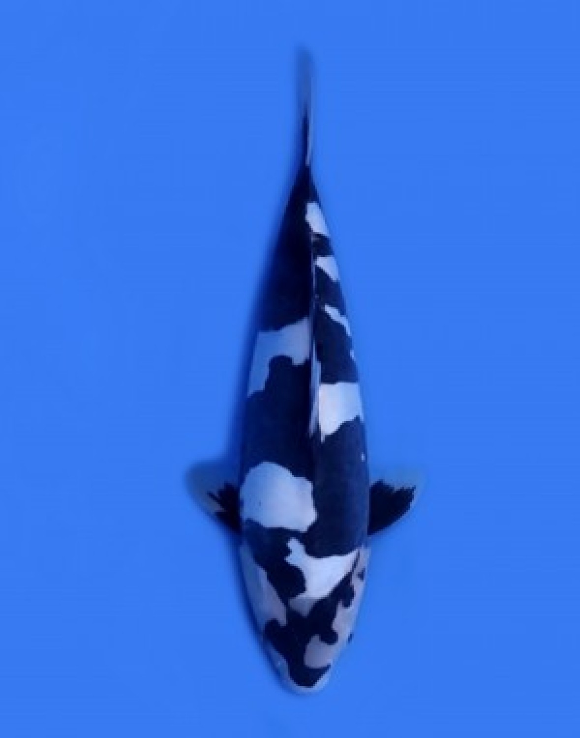Juara 1