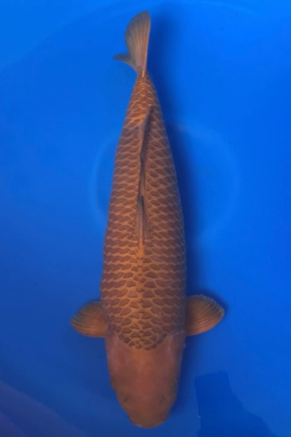 E. Kamboja Prize, 61 - 65 cm