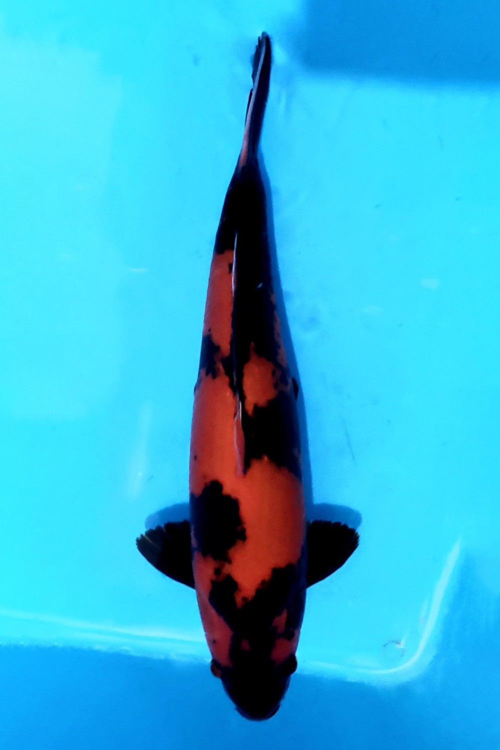 Juara 2