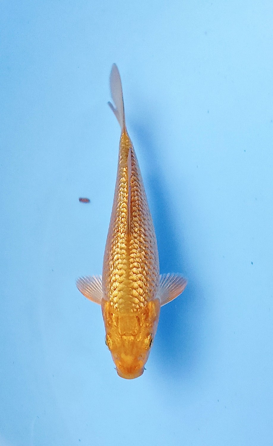 Juara 2