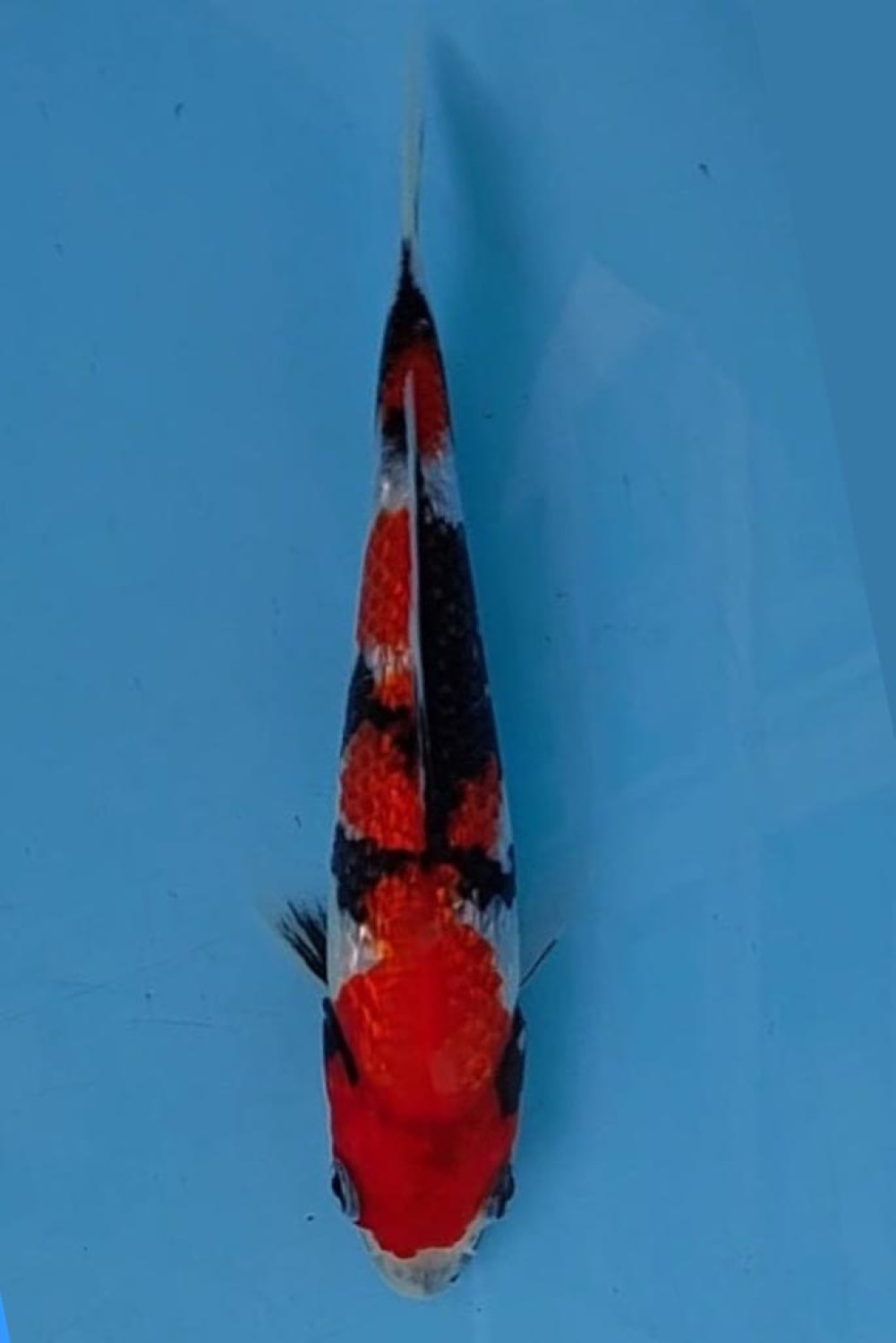 Juara 1