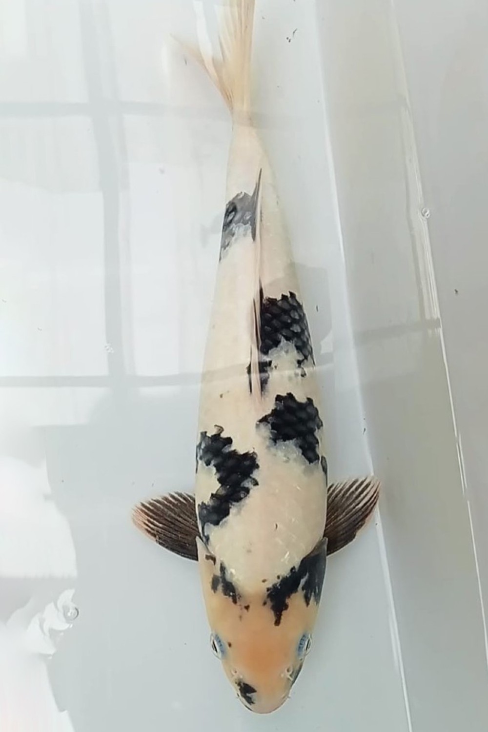 Juara 2
