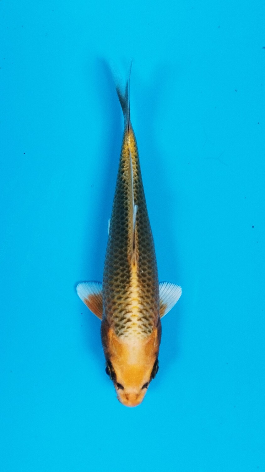Juara 5