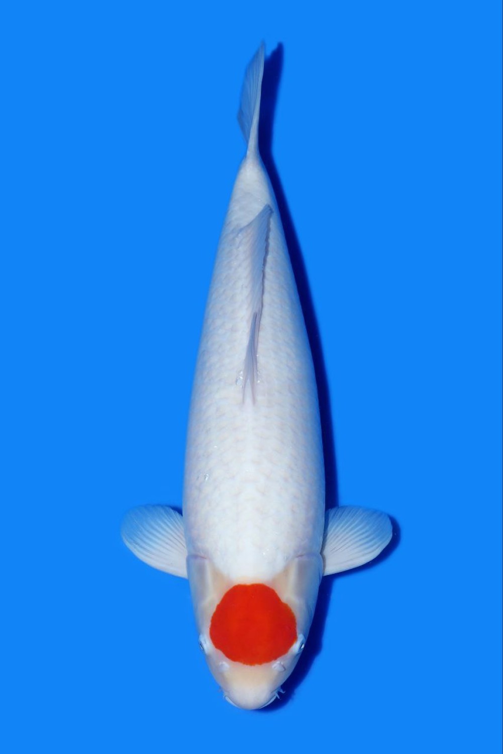 C. Anggrek Prize, 61 - 65 cm
