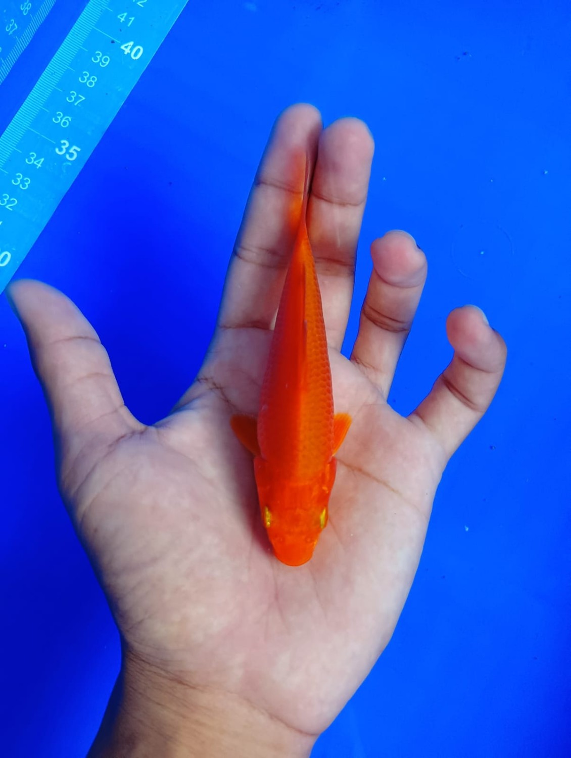 E. Kamboja Prize, 13 - 15 cm