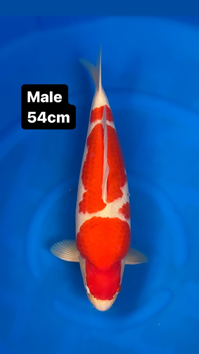 A. Adult Champion