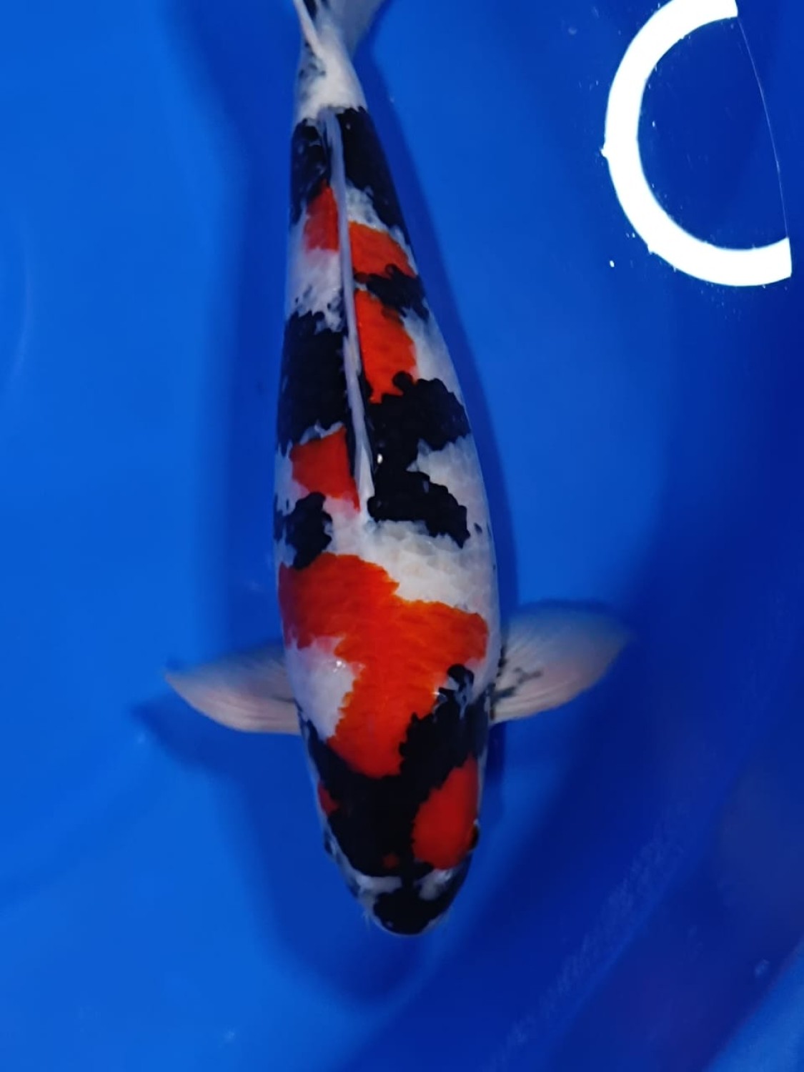 A. Best In Size, 51 - 55 cm