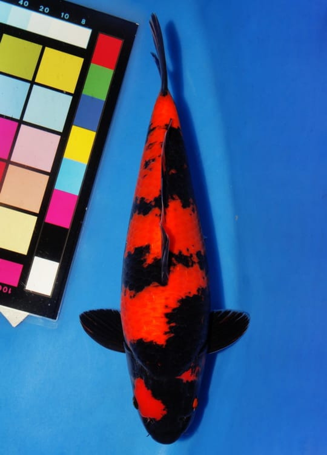 D. Cempaka Prize, 41 - 45 cm
