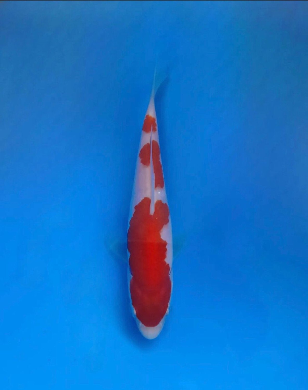 A. Best In Size, 13 - 15 cm