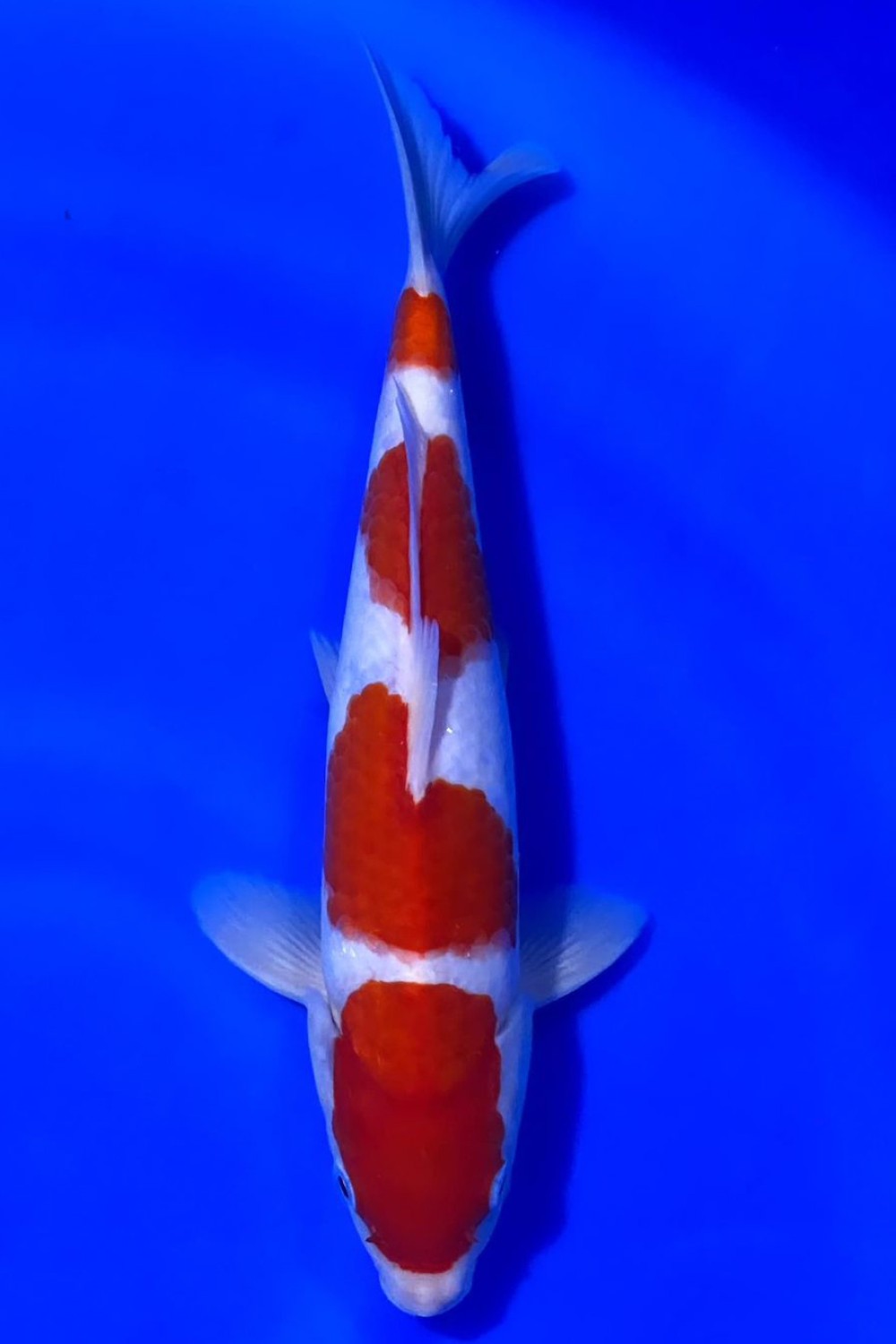 Juara 1