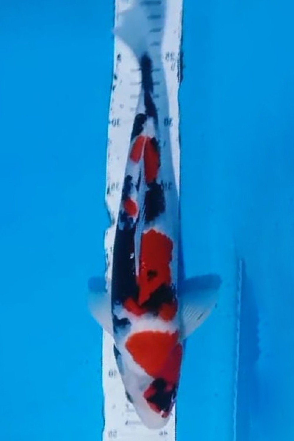Juara 5