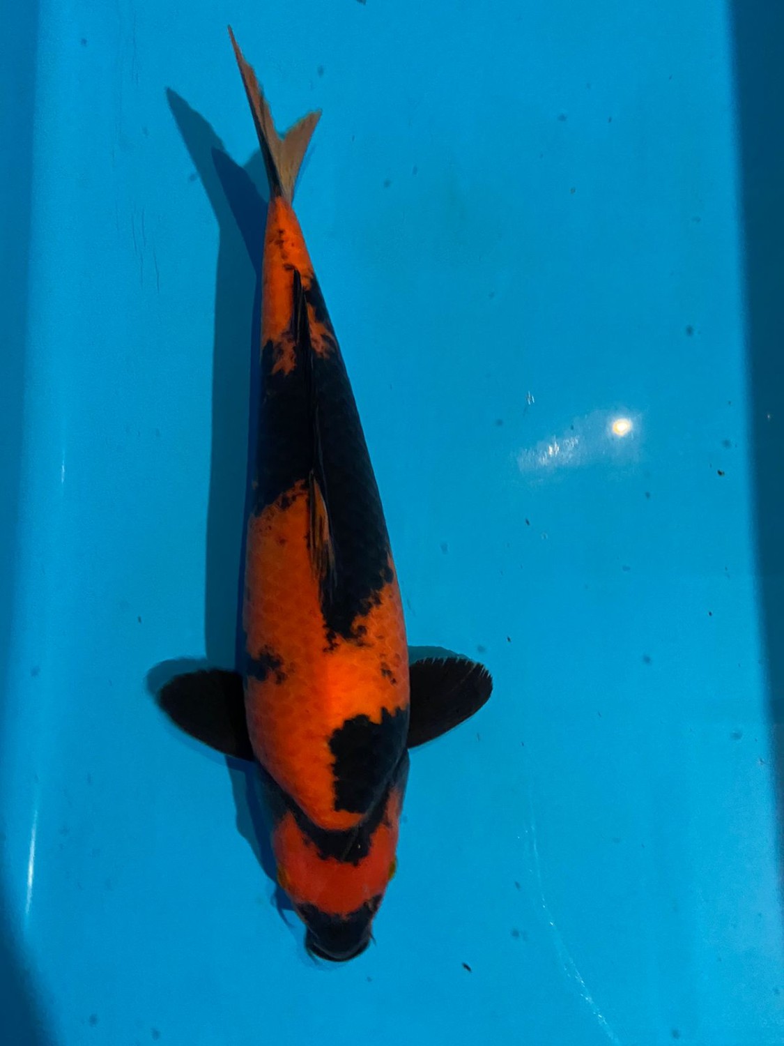 D. Cempaka Prize, 36 - 40 cm
