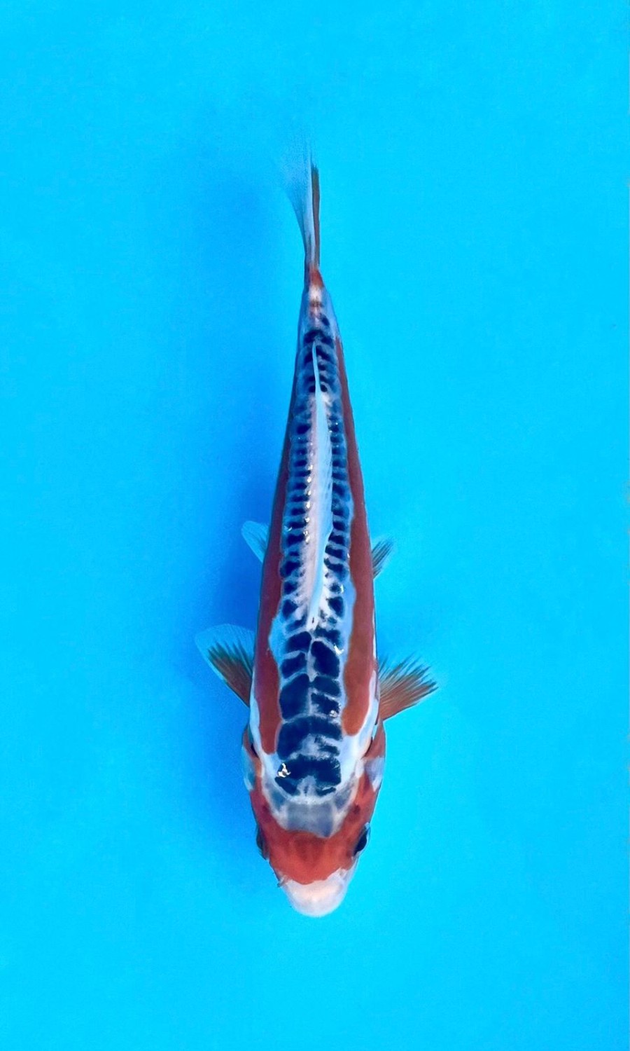 Juara 1