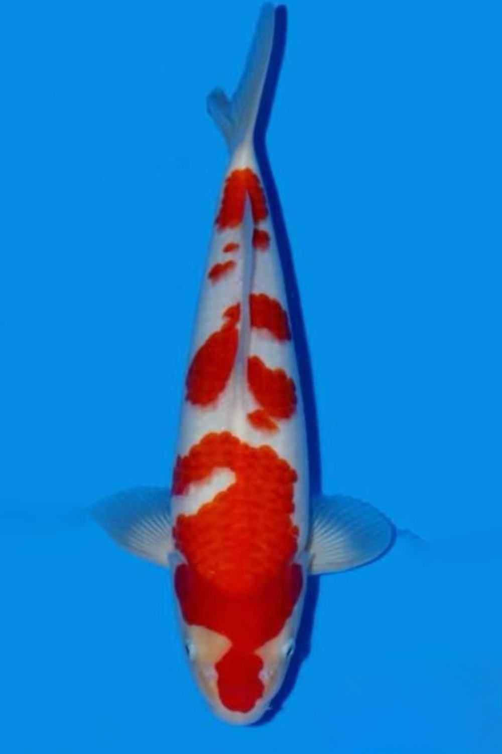 Juara 4