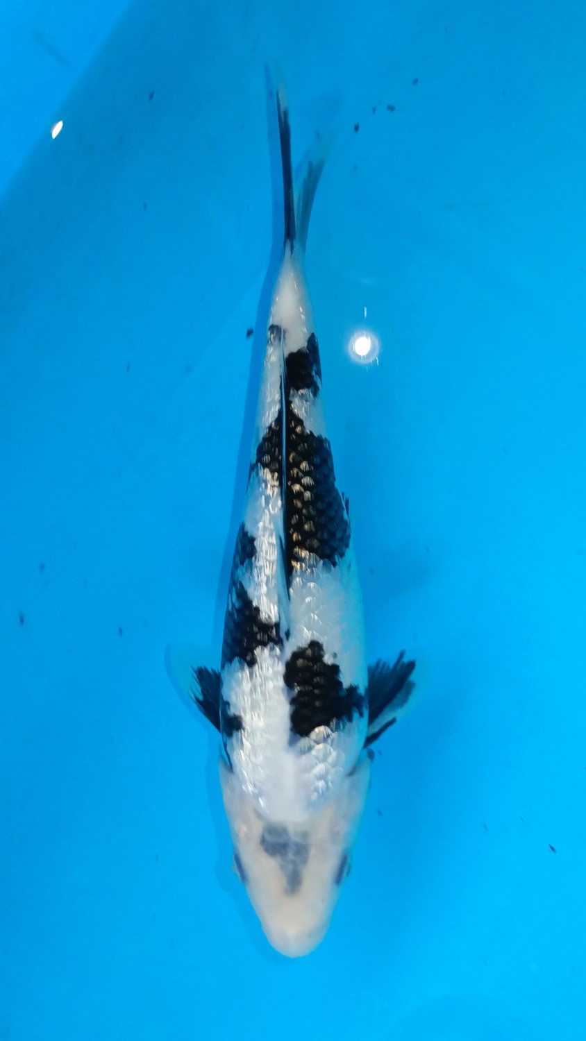 Juara 1