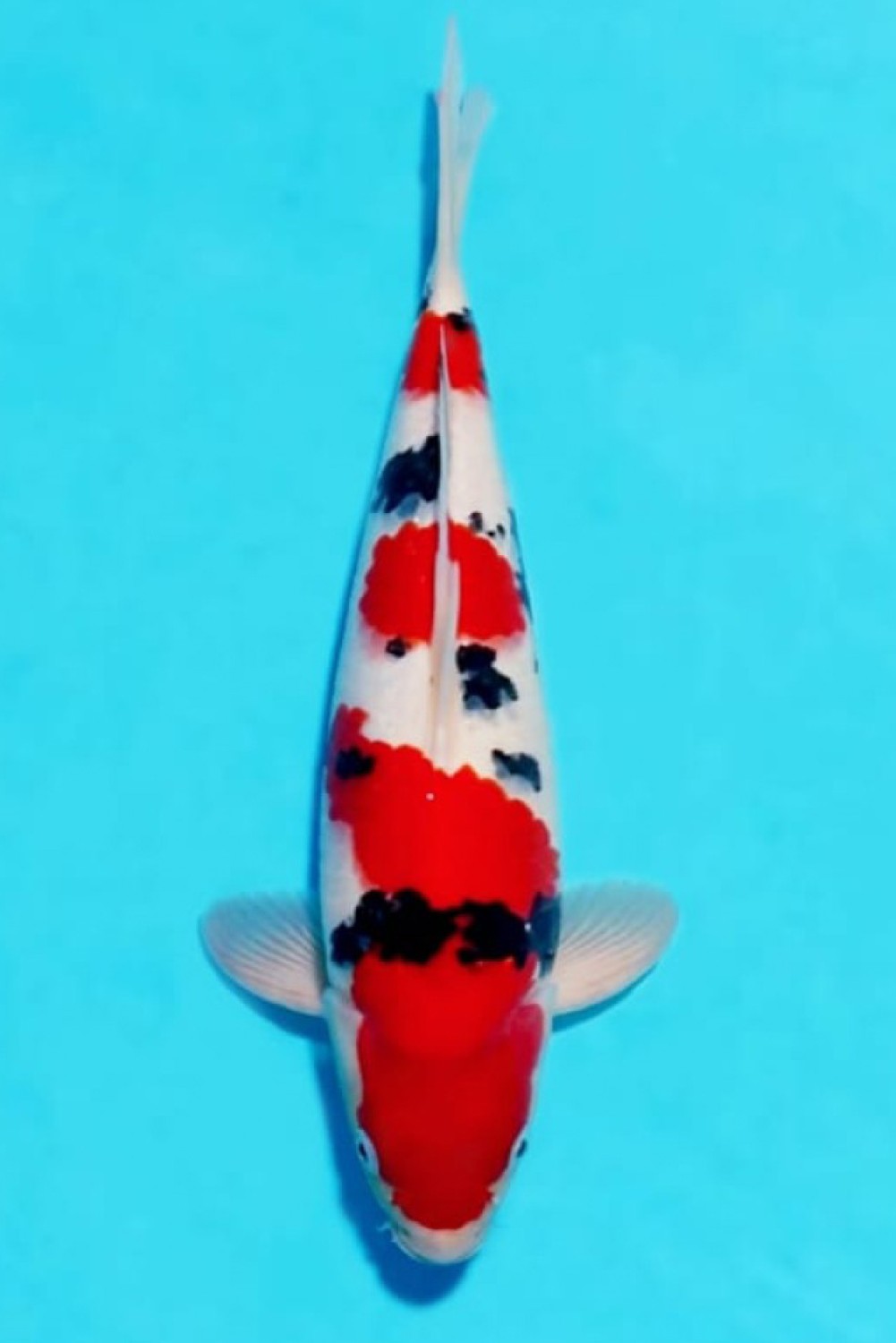 A. Junior Champion