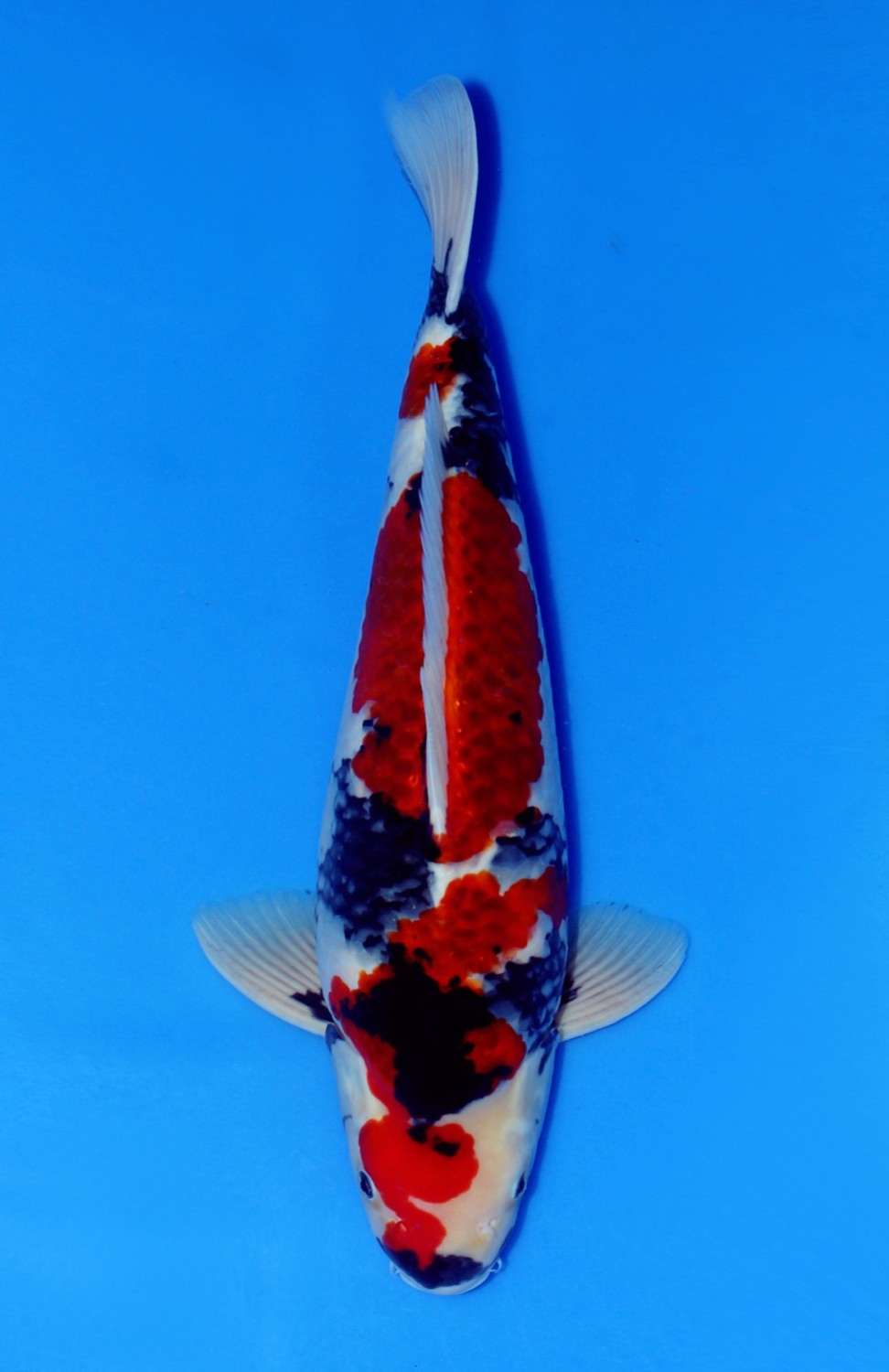 Juara 1