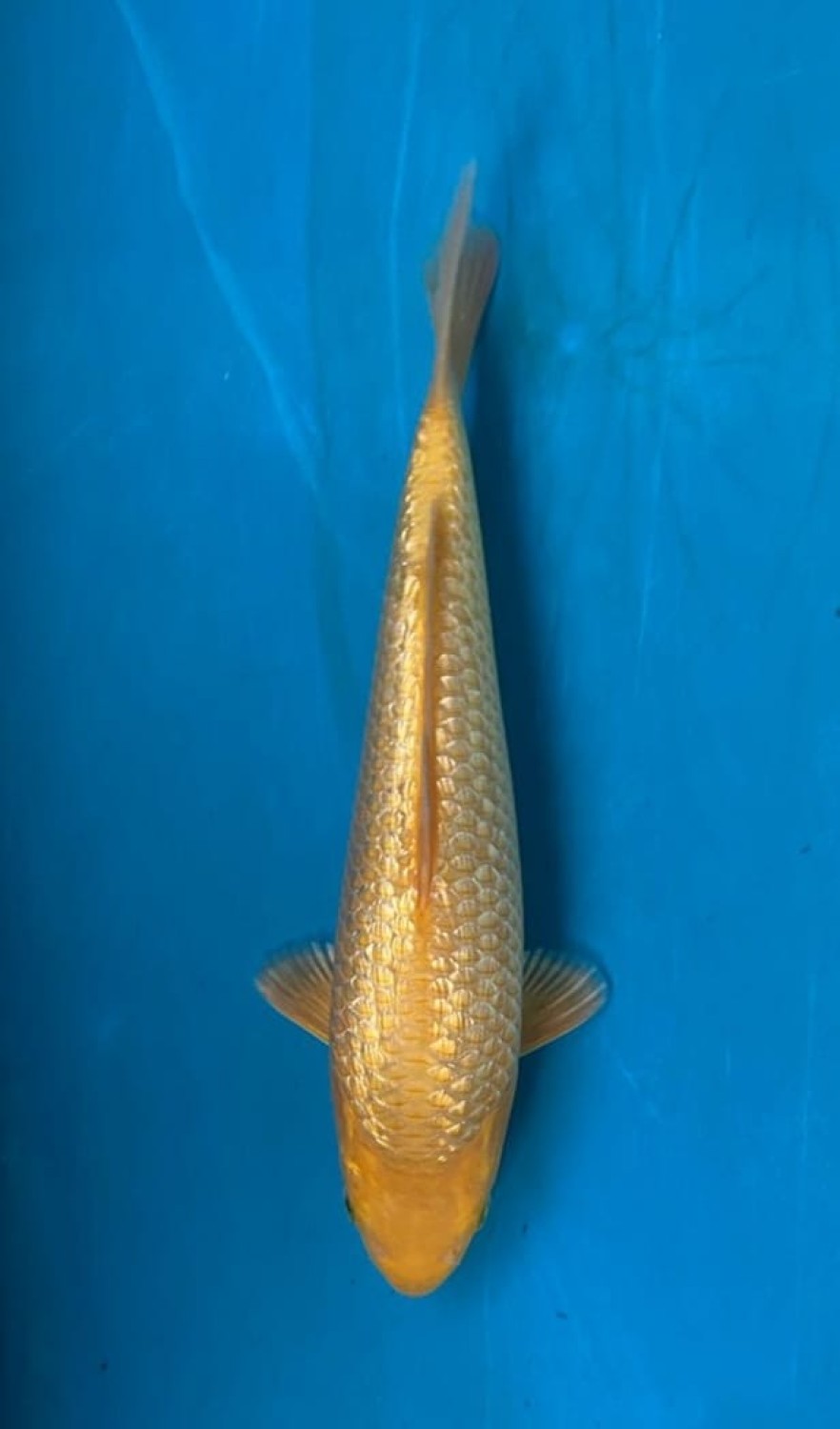 Juara 4