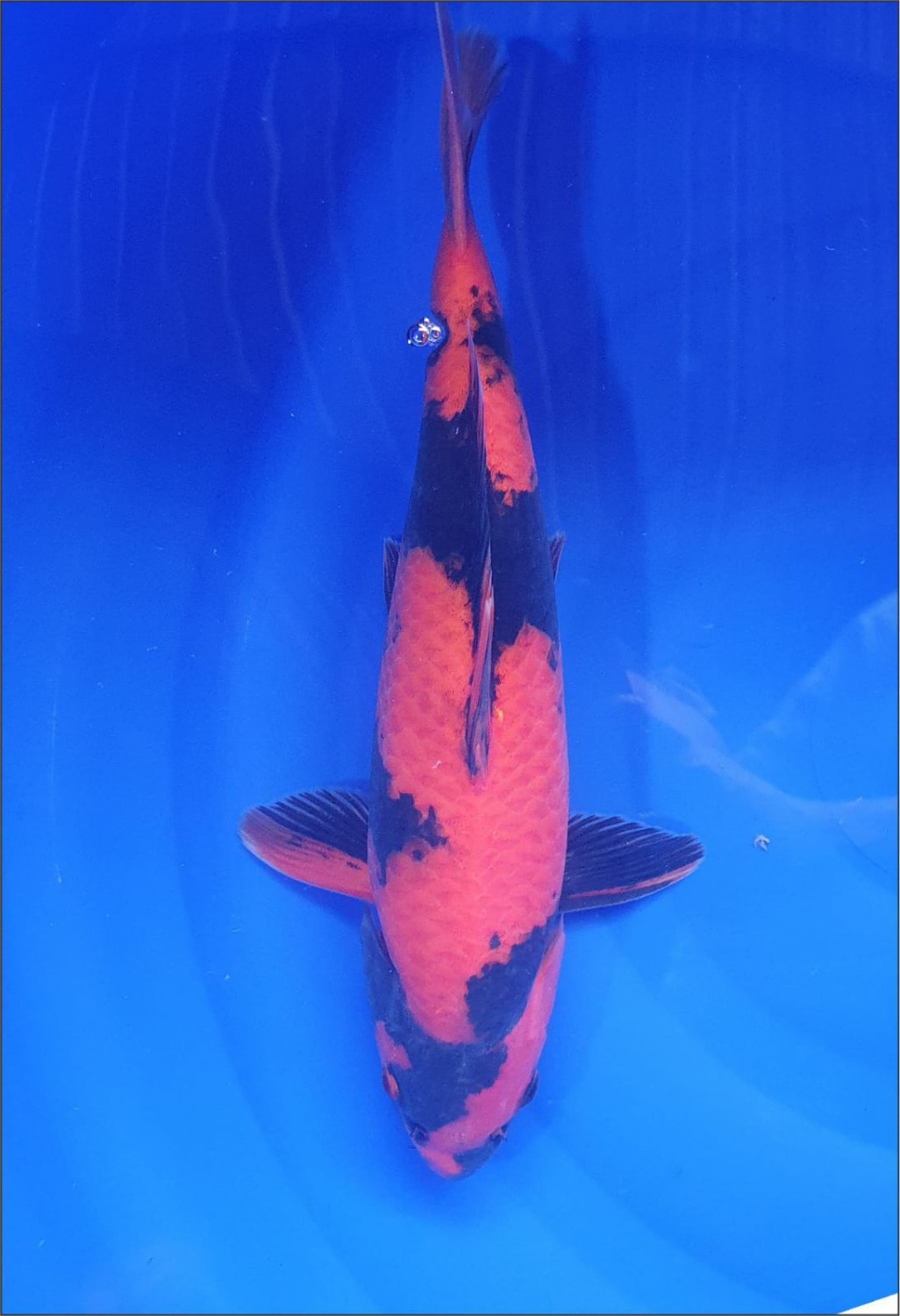Juara 5