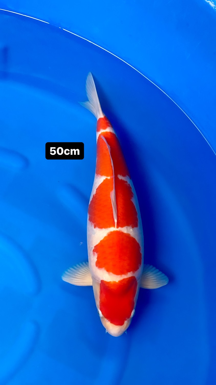 A. Best In Size, 46 - 50 cm