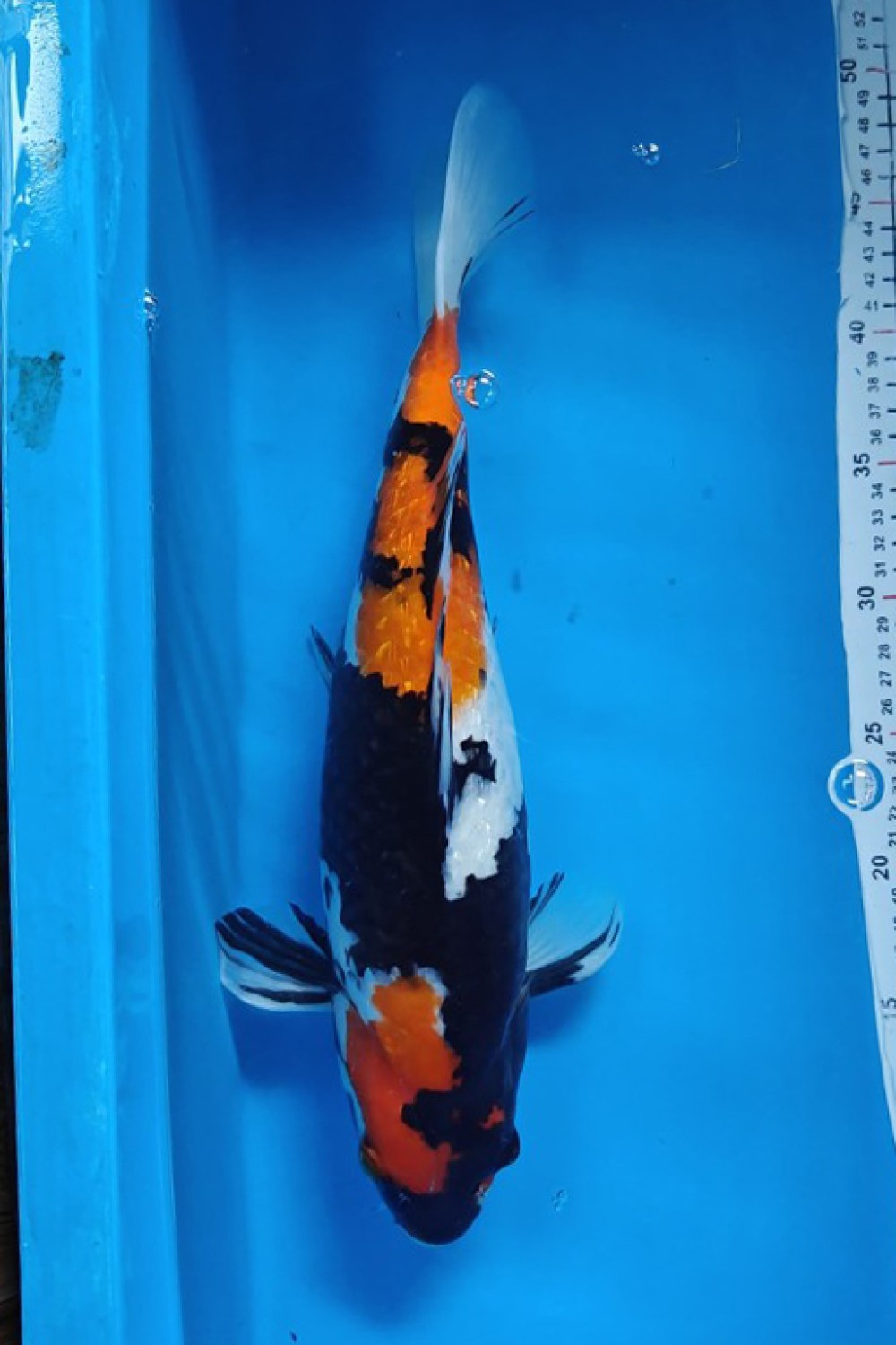 Juara 2
