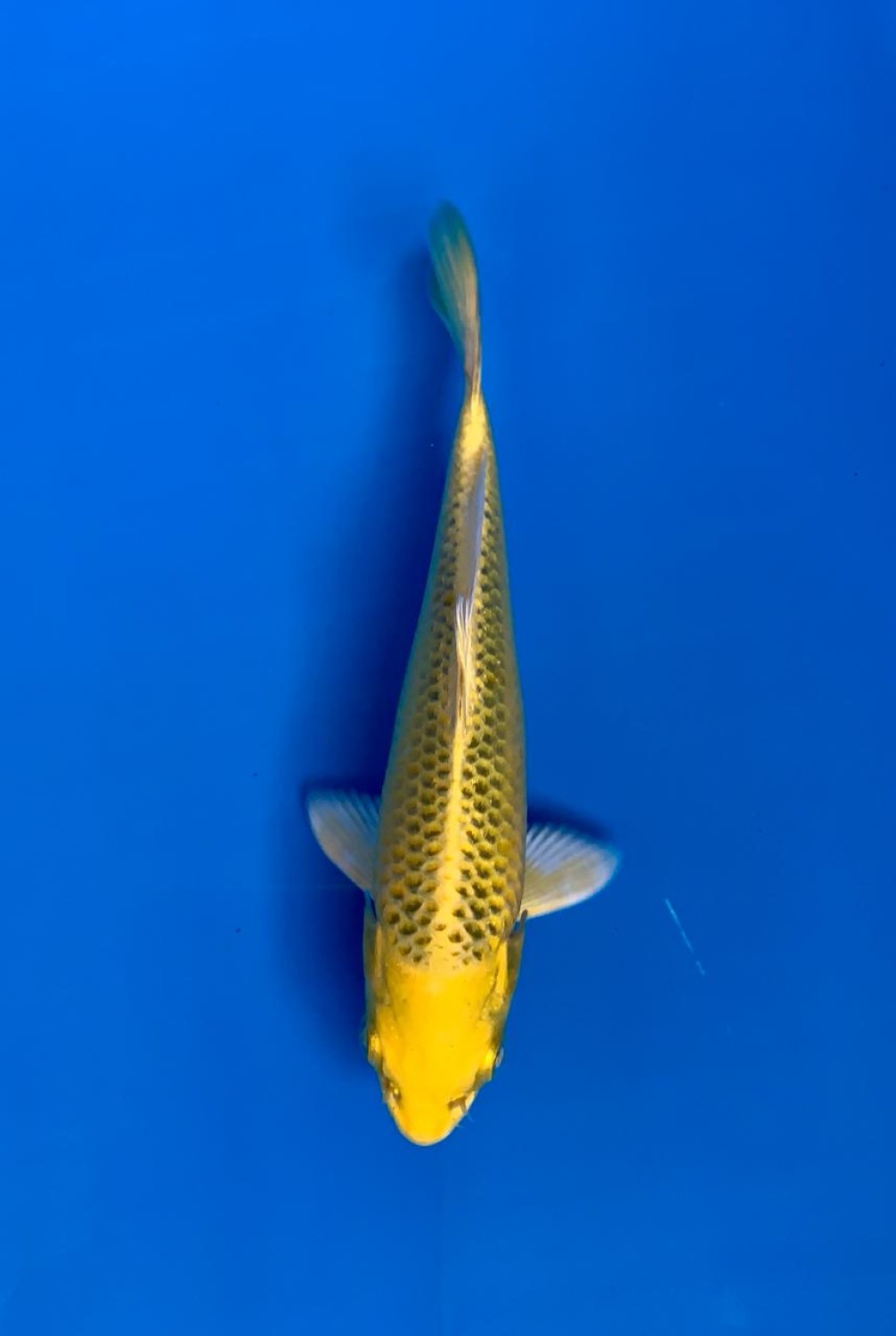 Juara 1