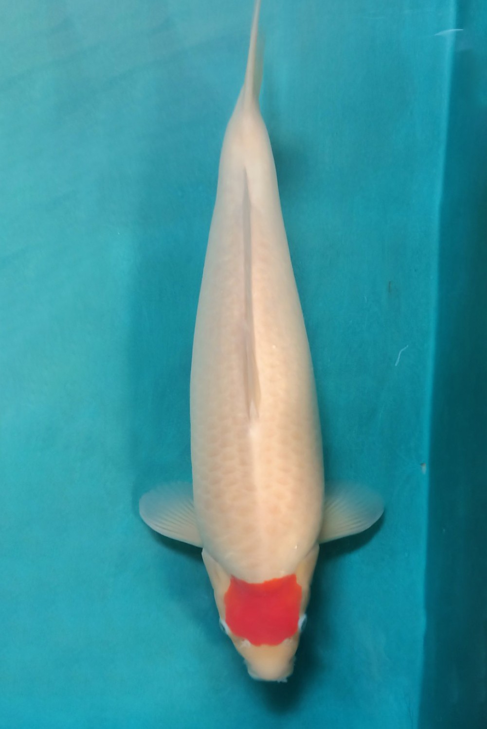 Juara 2