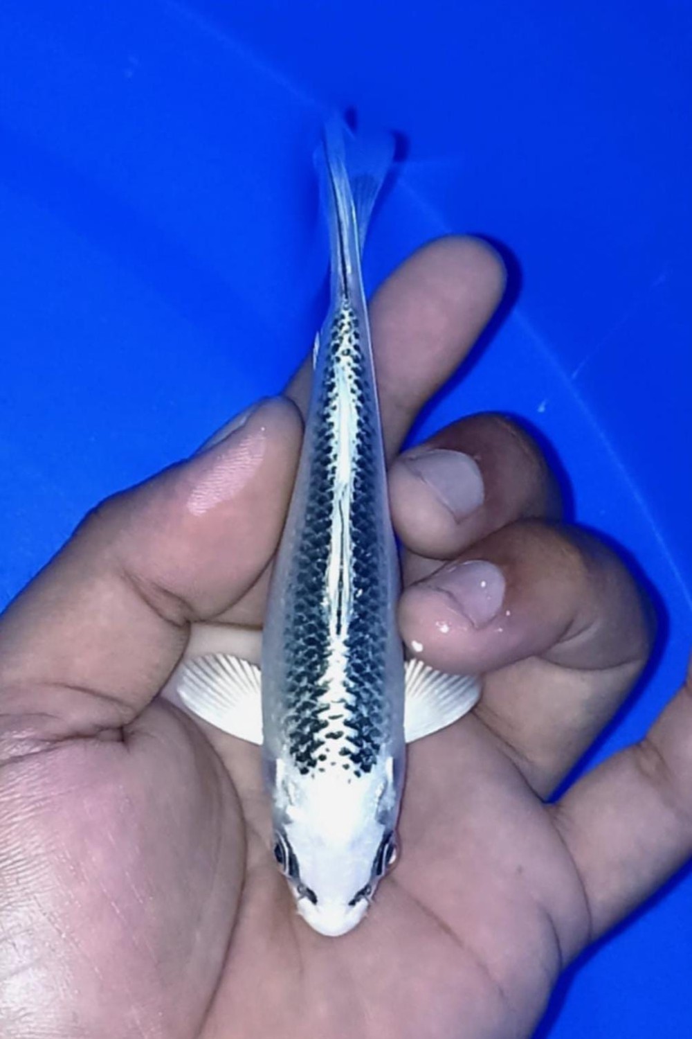 Juara 1