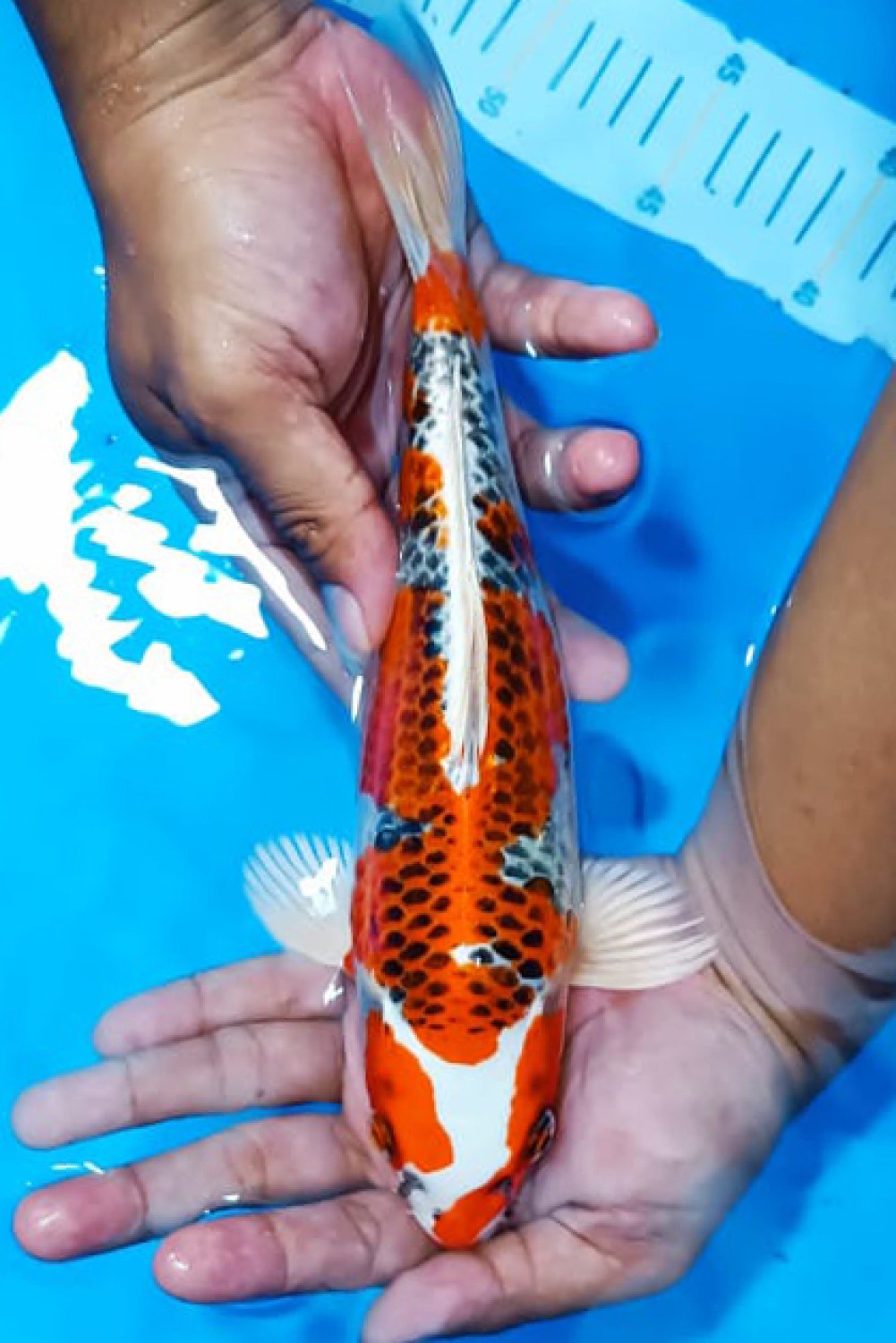 Juara 1