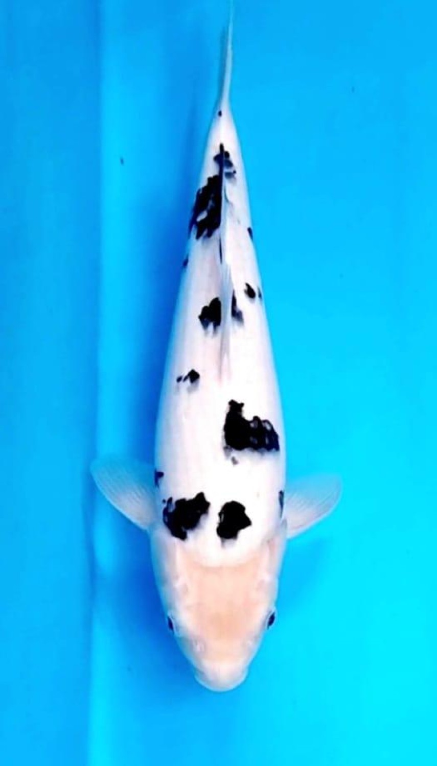 Juara 1