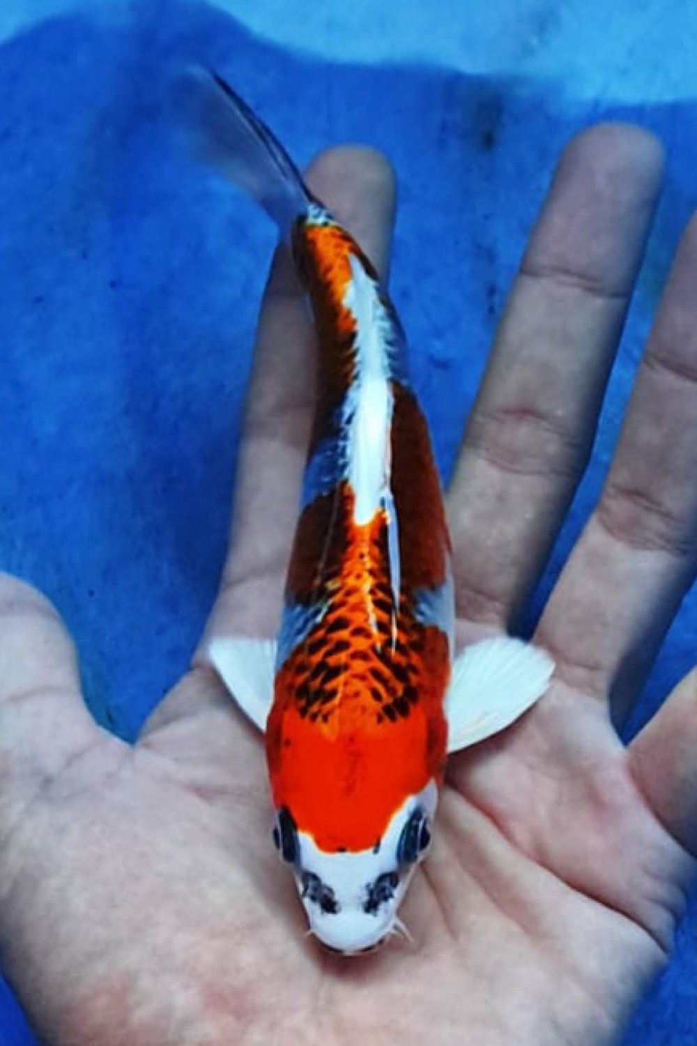 Juara 1