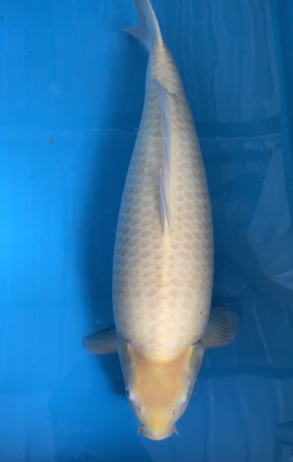Juara 2