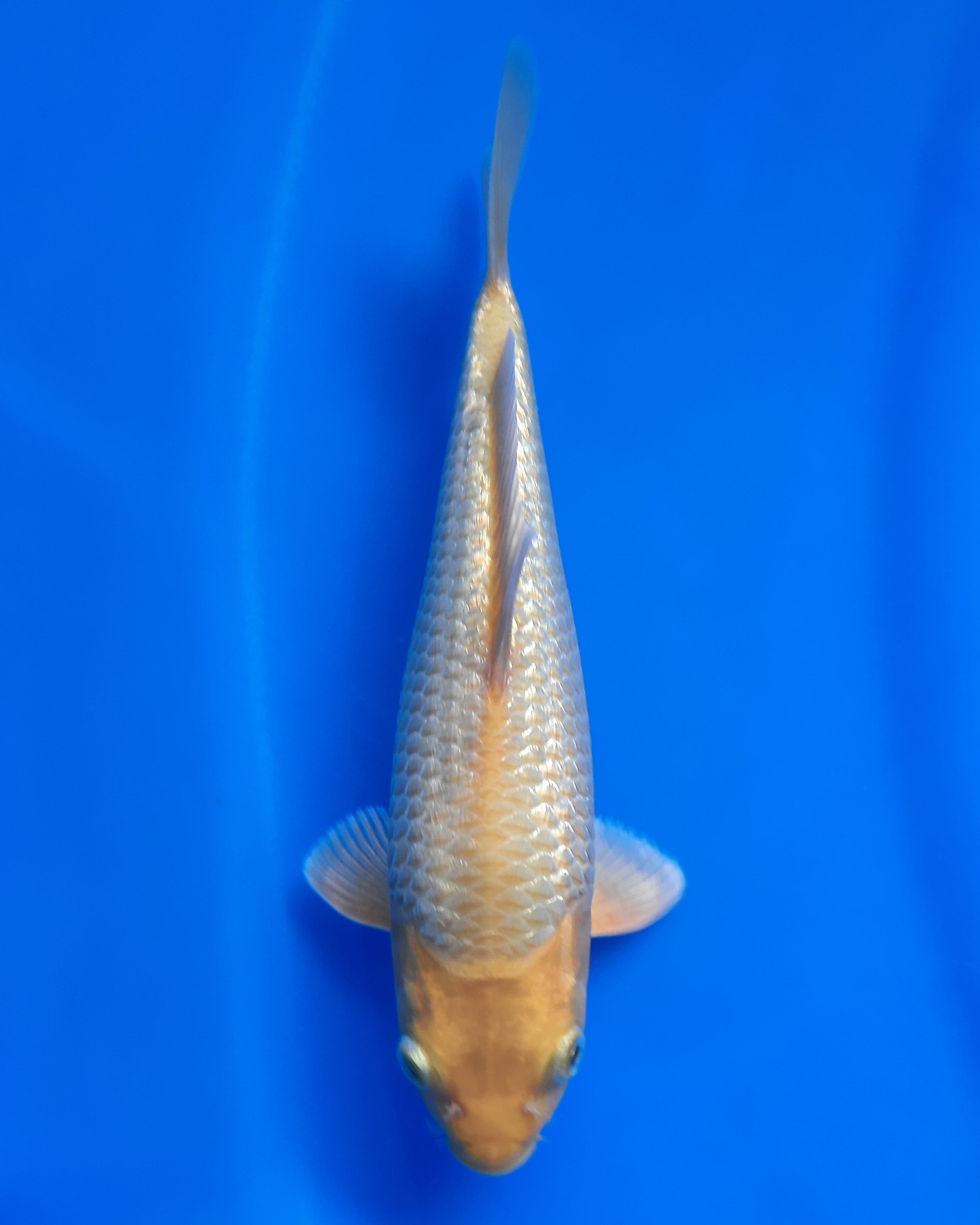 Juara 5