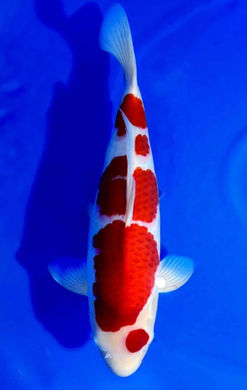 Juara 1