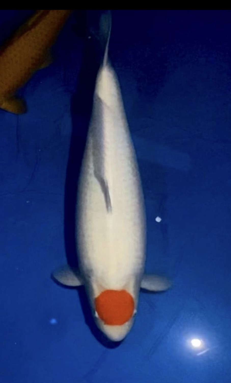 Juara 1
