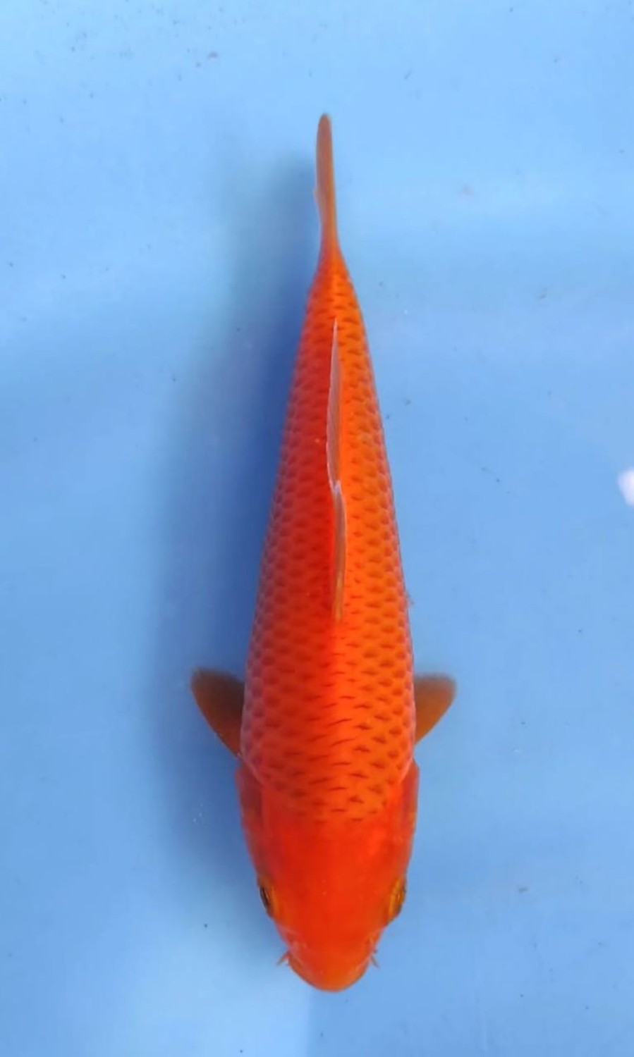 Juara 1