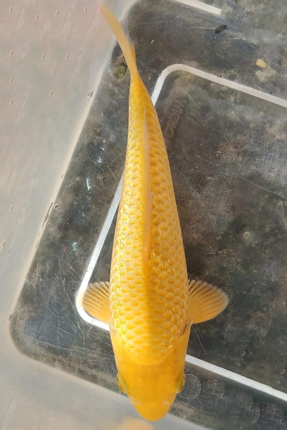 E. Kamboja Mini Champion