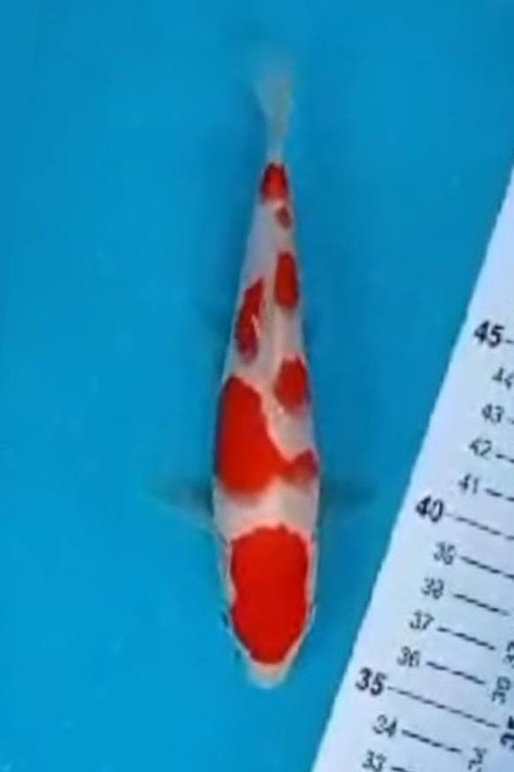 Juara 1