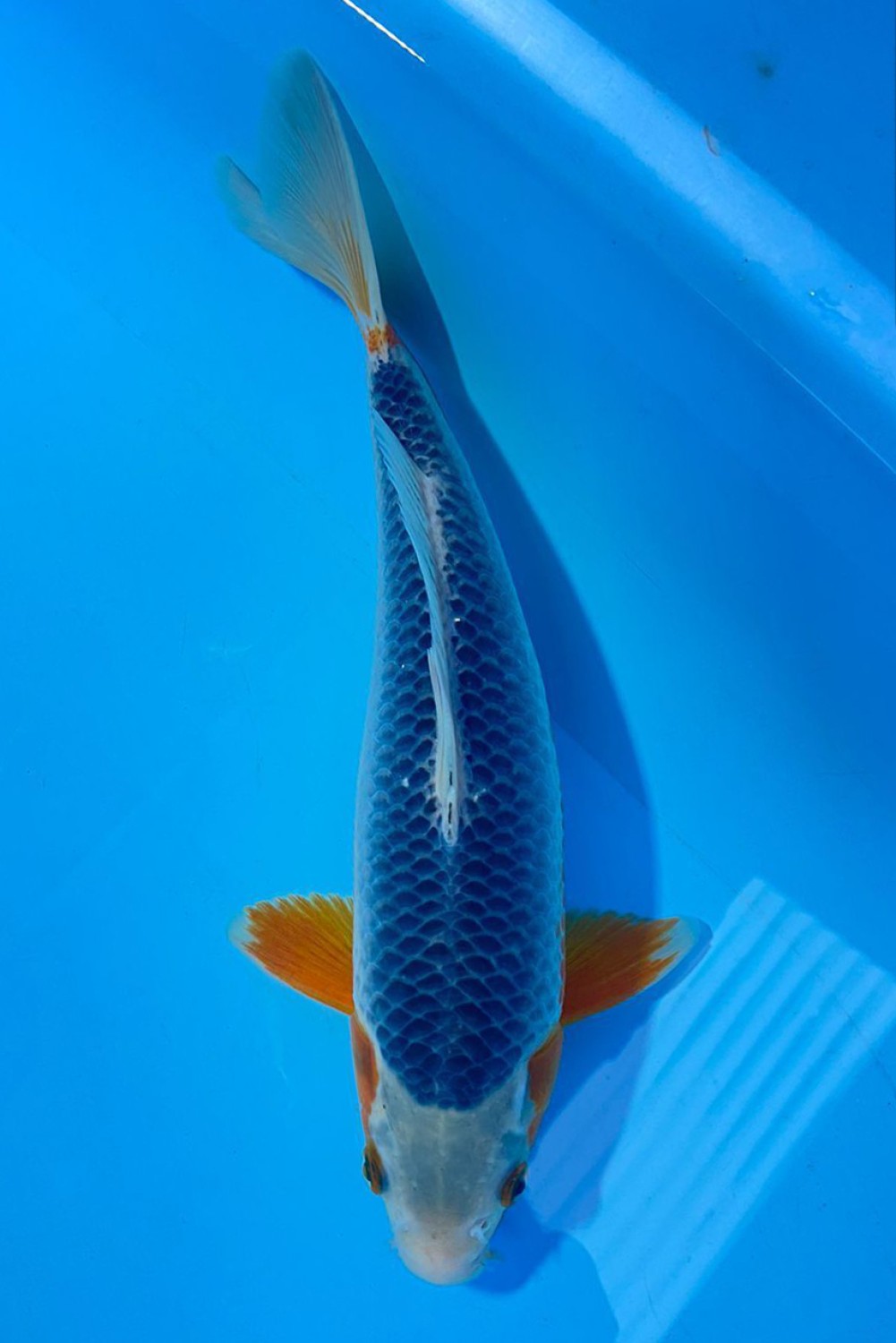 Juara 1