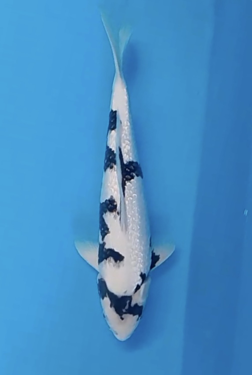 Juara 1