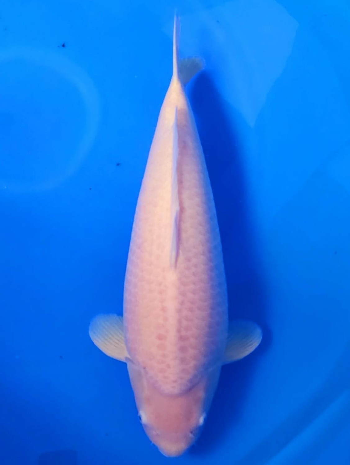 Juara 1
