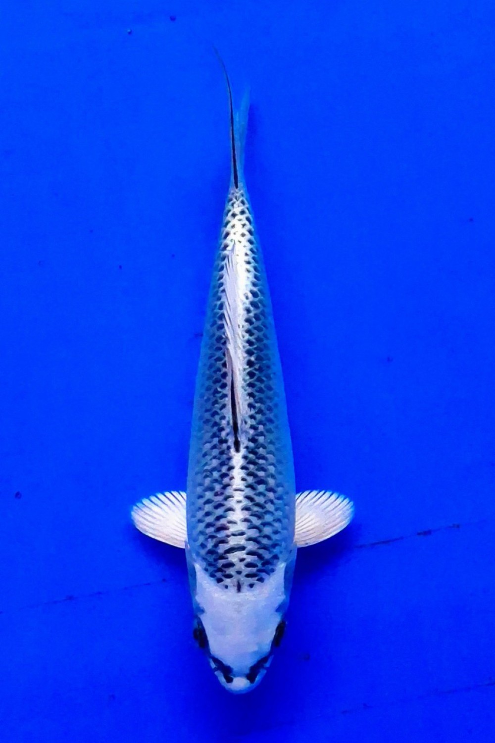 E. Kamboja Prize, 16 - 20 cm