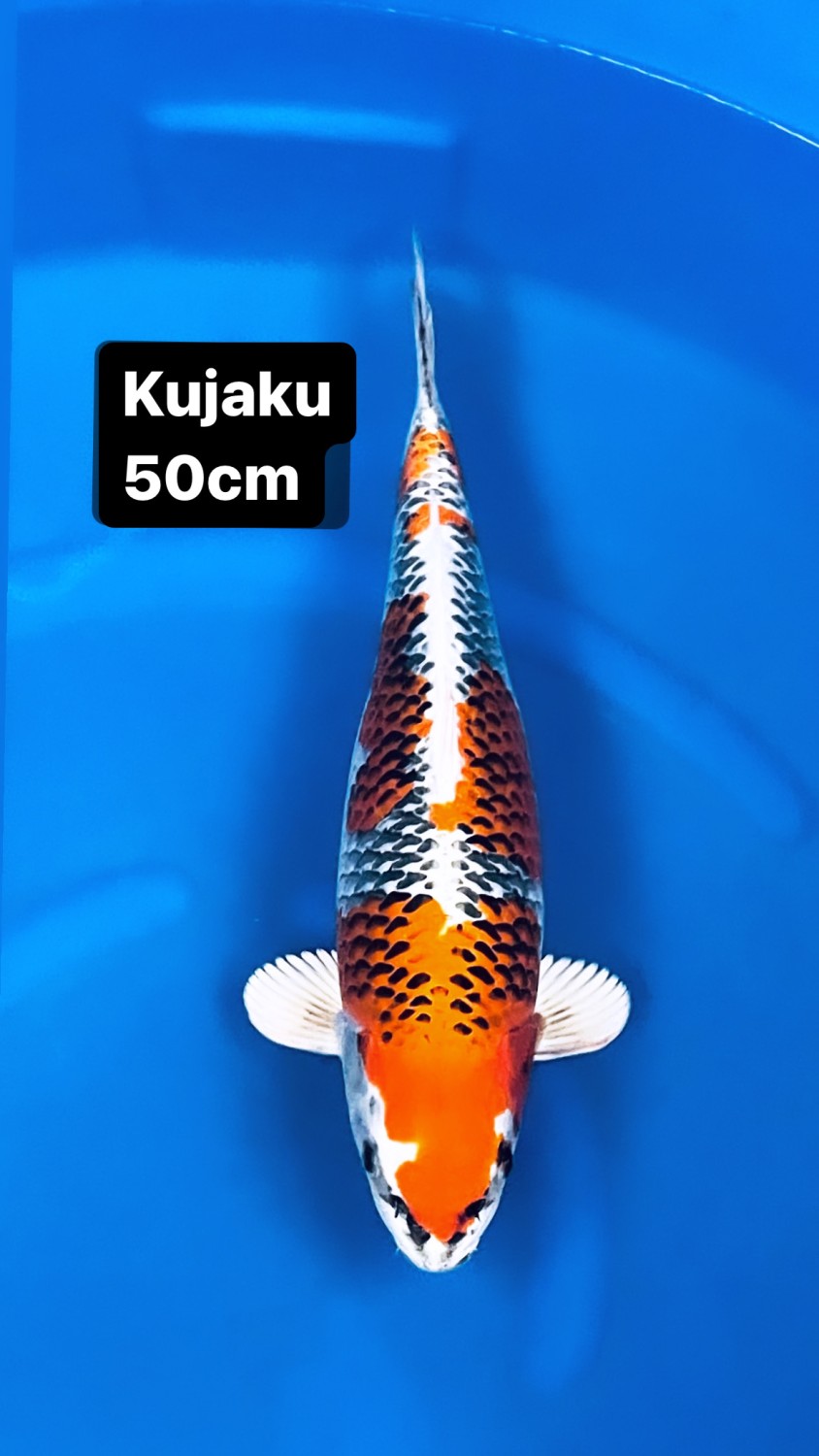 Juara 1