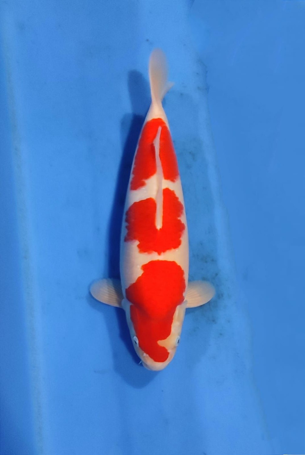 A. Best In Size, 41 - 45 cm