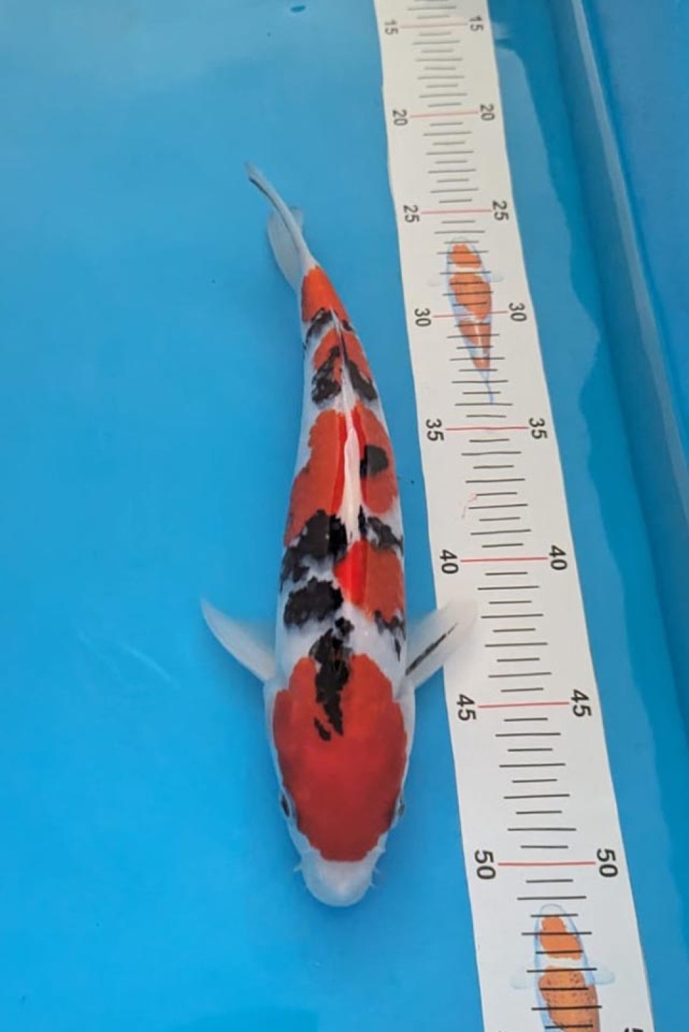 A. Best In Size, 21 - 25 cm
