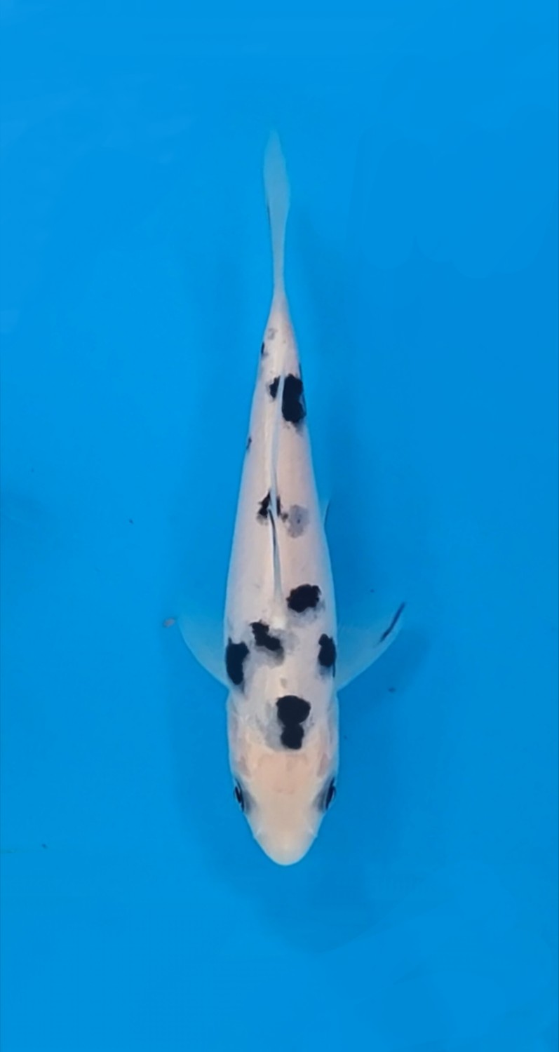 Juara 4