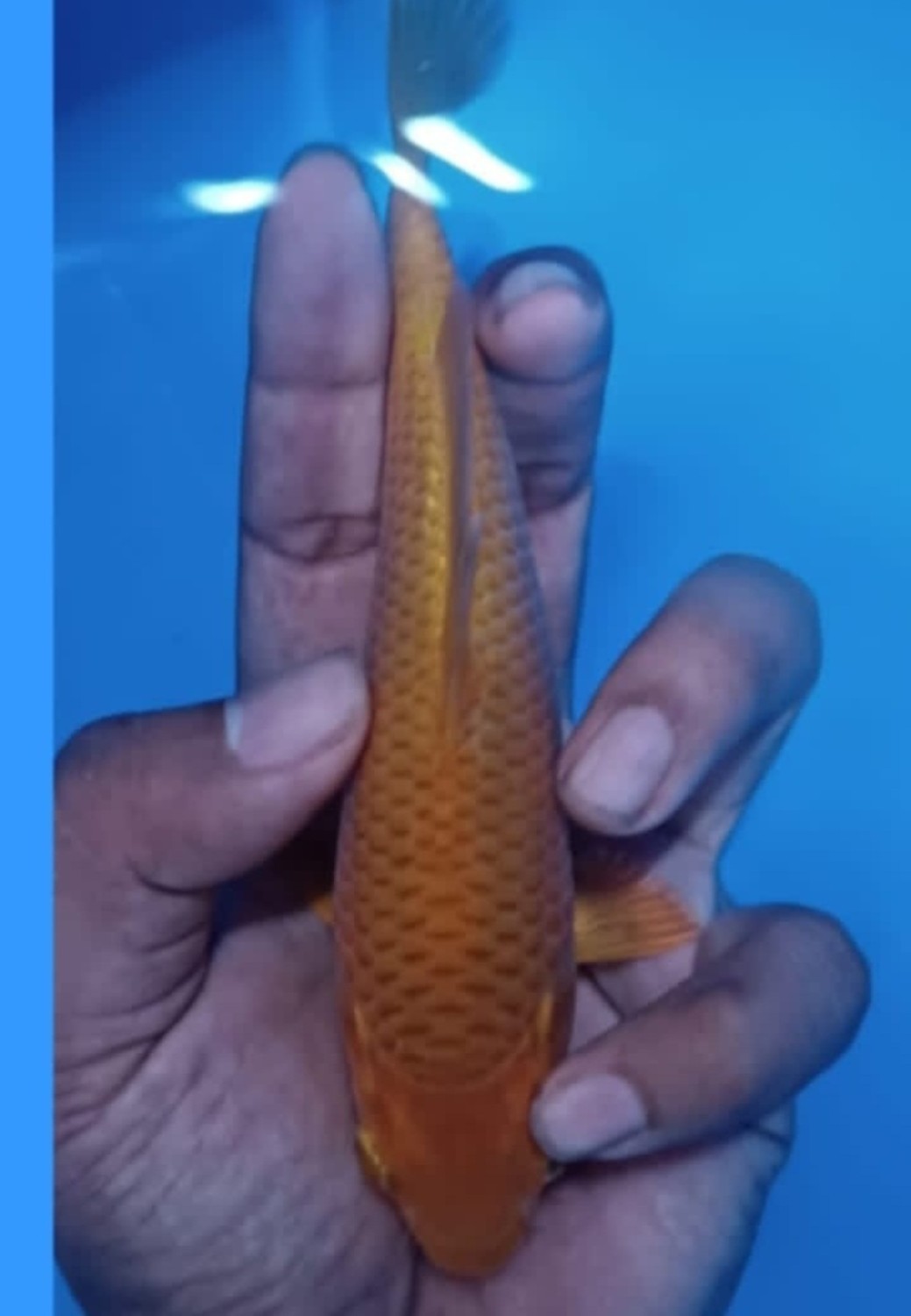 Juara 1